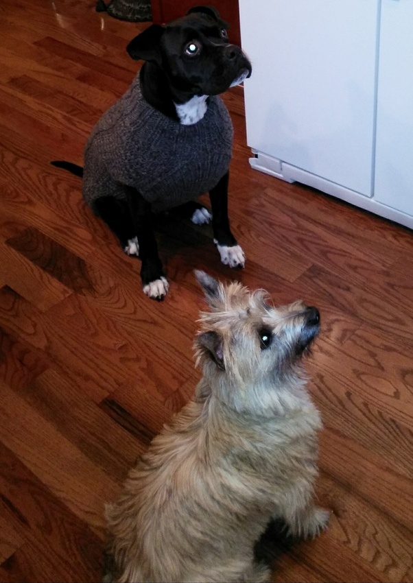 All pets vet hospital has been serving branchburg, bridgewater, flemington, hillsborough, somerville, raritan, and readington with the most comprehensive pet care available, since 1998. Why is my dog sneezing and reverse sneezing a lot? - Quora