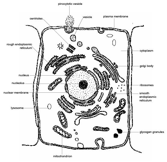 Check spelling or type a new query. Do all cells look alike in terms of shape and size? - Quora