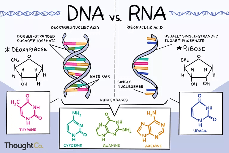 Mengapa urasil ditemukan dalam RNA tetapi tidak ada dalam DNA yang ada  daripada uracel di adenin? - Quora