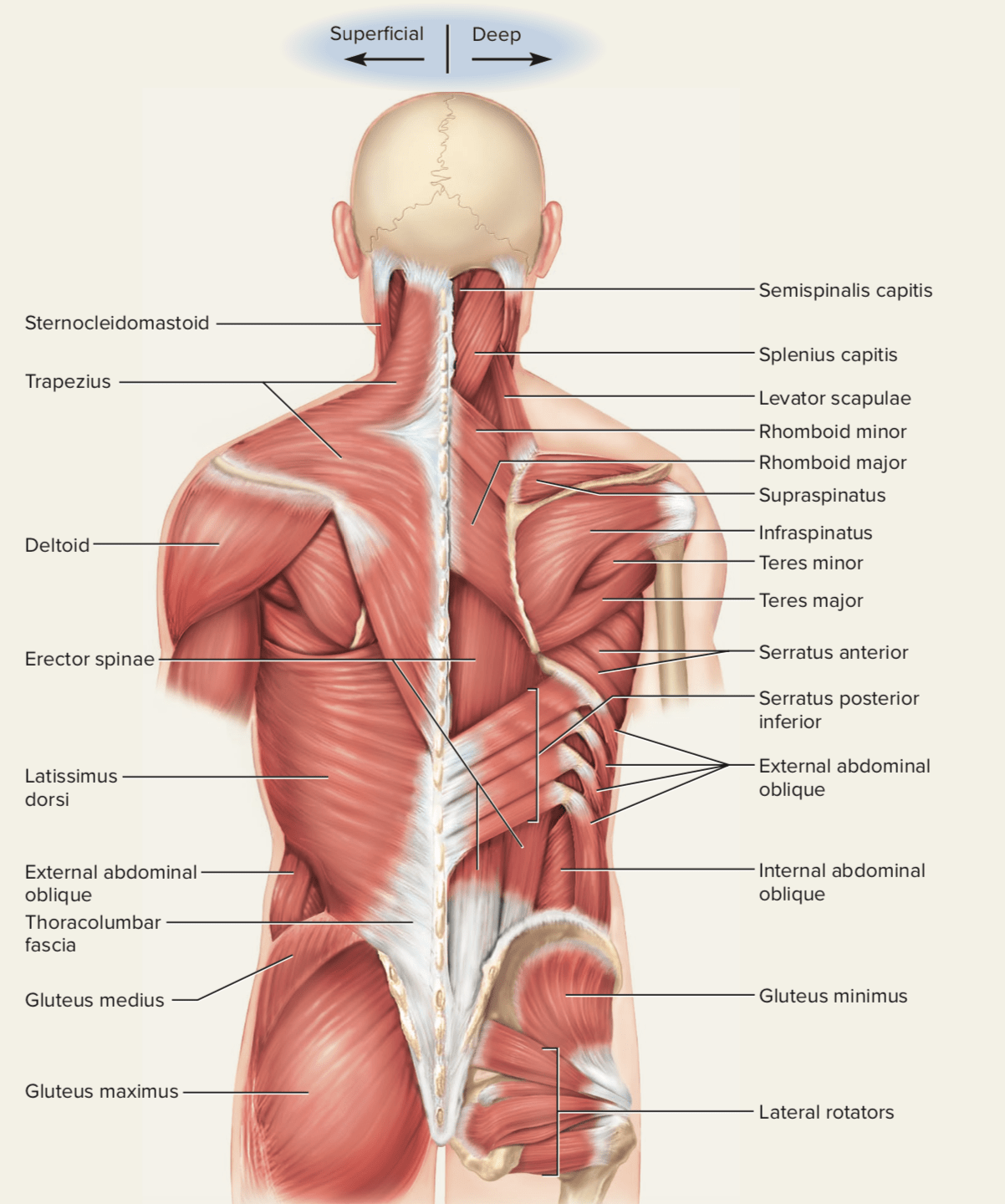 The vertebrae that make up the cervic. What Is The Anatomy Of Back Muscles Quora