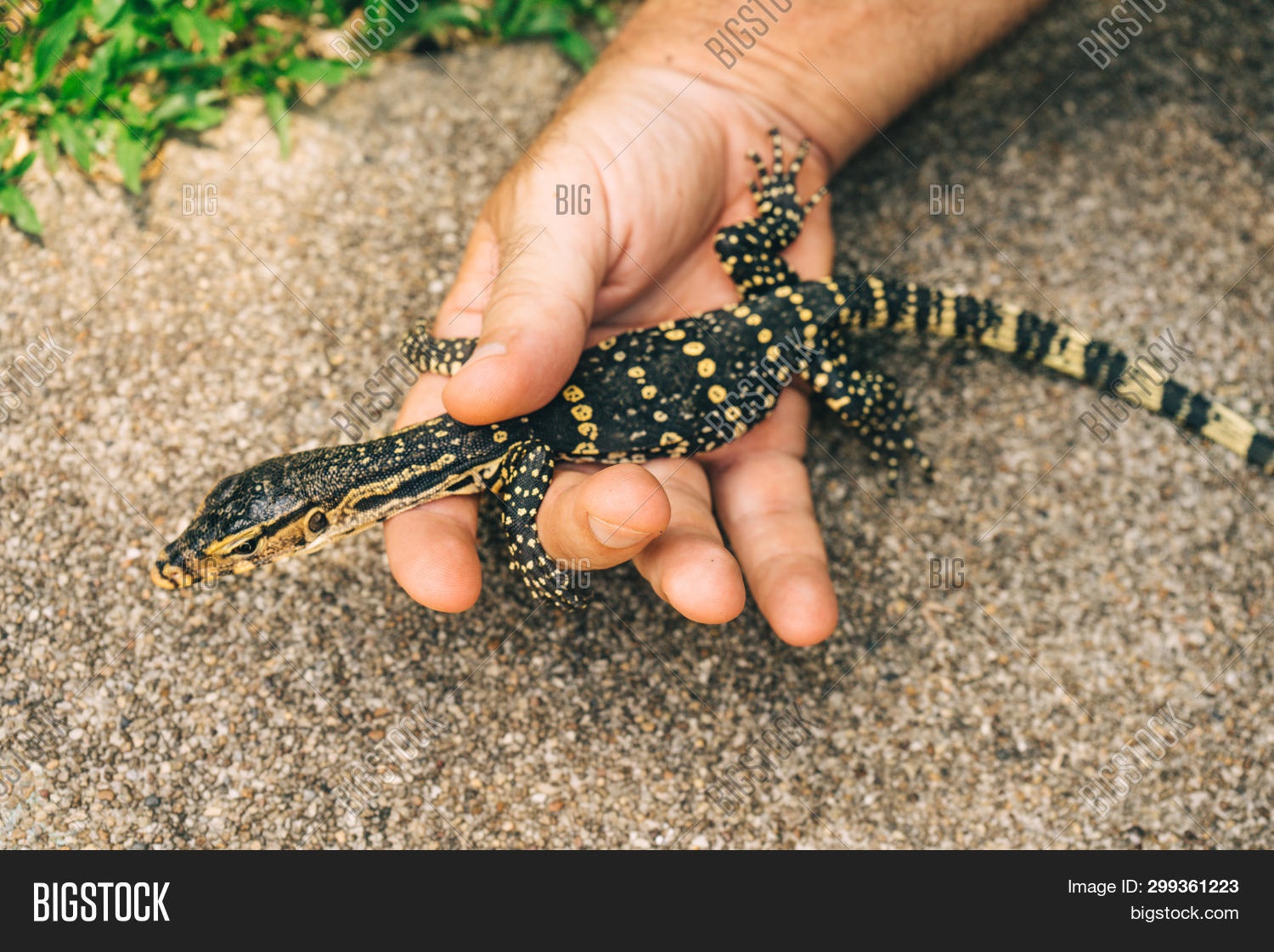 Bagaimana cara mengusir biawak yang menyusup ke dalam rumah? - Quora