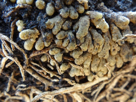 Negatively Geotropic Roots Are Found In 25Geotropism is the term applied to the consequent orientation response of growing plant parts.
