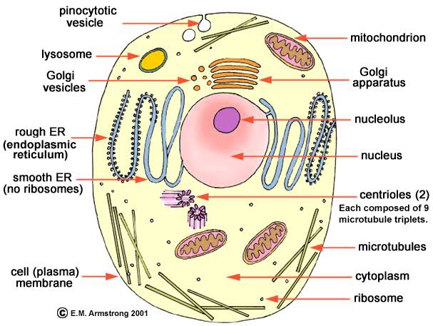 Enhance your student's knowledge of algebra, geometry and functions with our 6th grade math curriculum. What Are The Parts Of An Animal Cell And Its Functions Quora