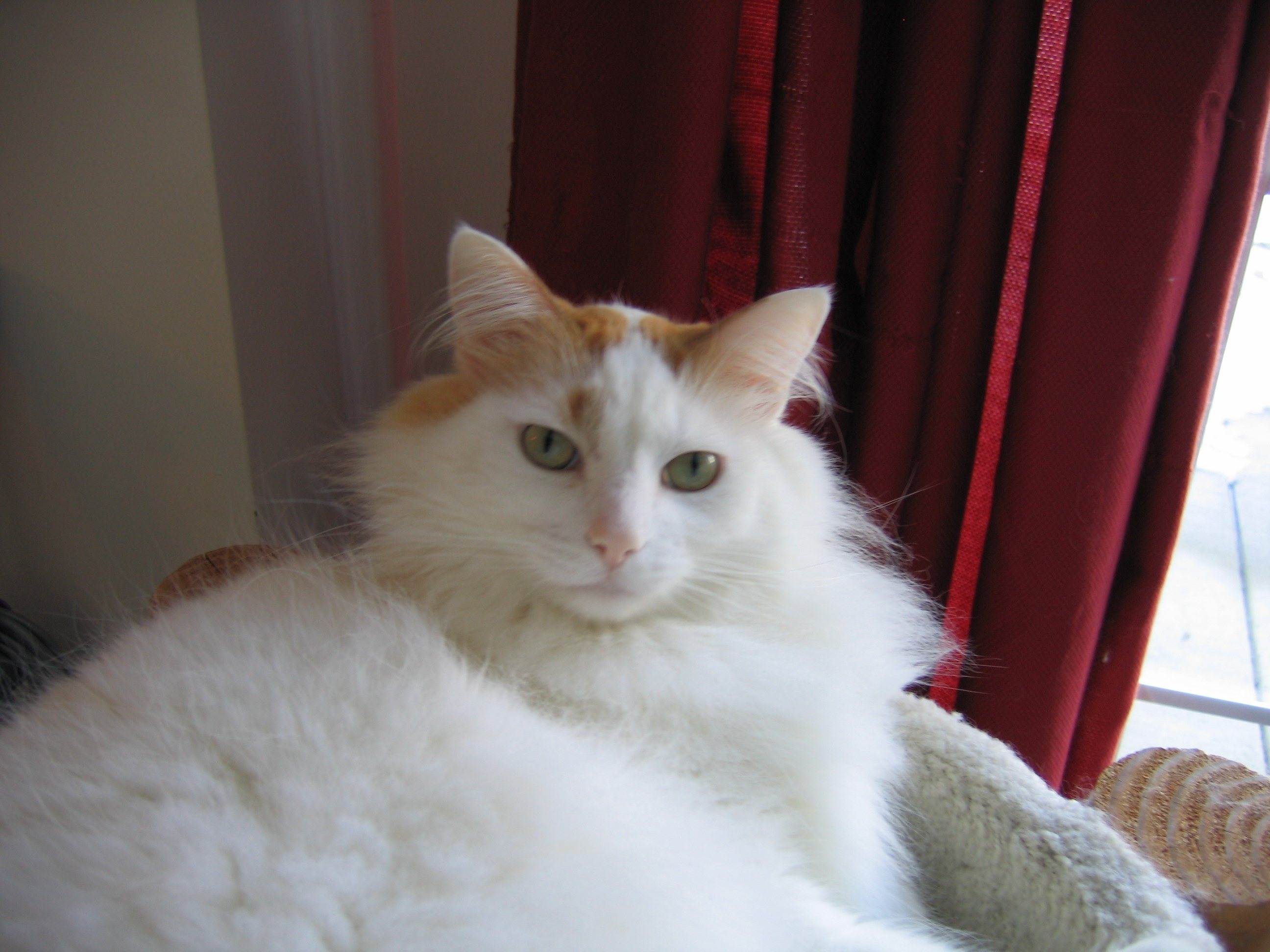 Haruskah saya mengirim kucing saya untuk tinggal di luar, di tempat  penampungan, atau menurunkannya? Kucing saya telah menyebabkan kerusakan  material di beberapa properti yang saya sewa. Saya telah mencoba segalanya.  Pertanyaan saya