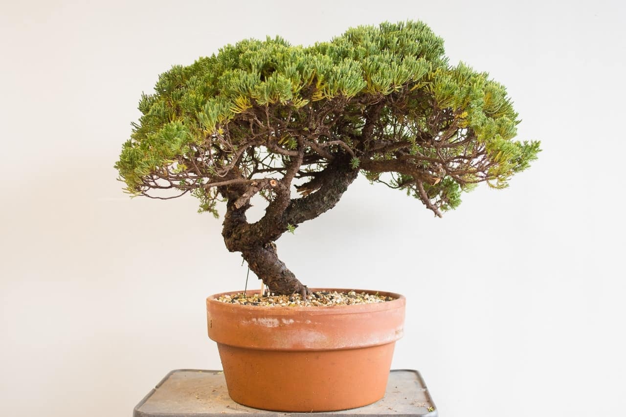 The most common reason a bonsai tree will be dying is due to forgetful owners not watering it. Why My Bonsai Tree Is Dying Quora
