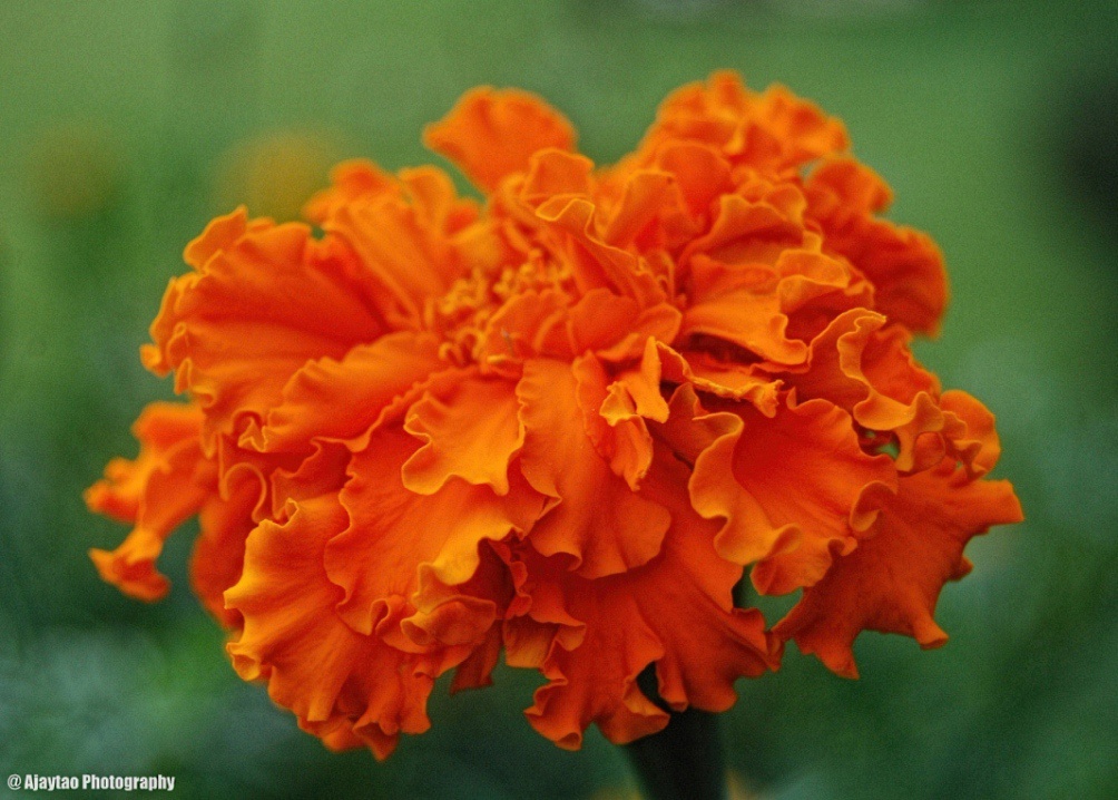 Apa nama ilmiah dari marigold India? - Quora