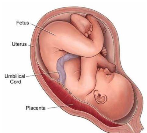 What is the difference between placenta and umbilical cord ...