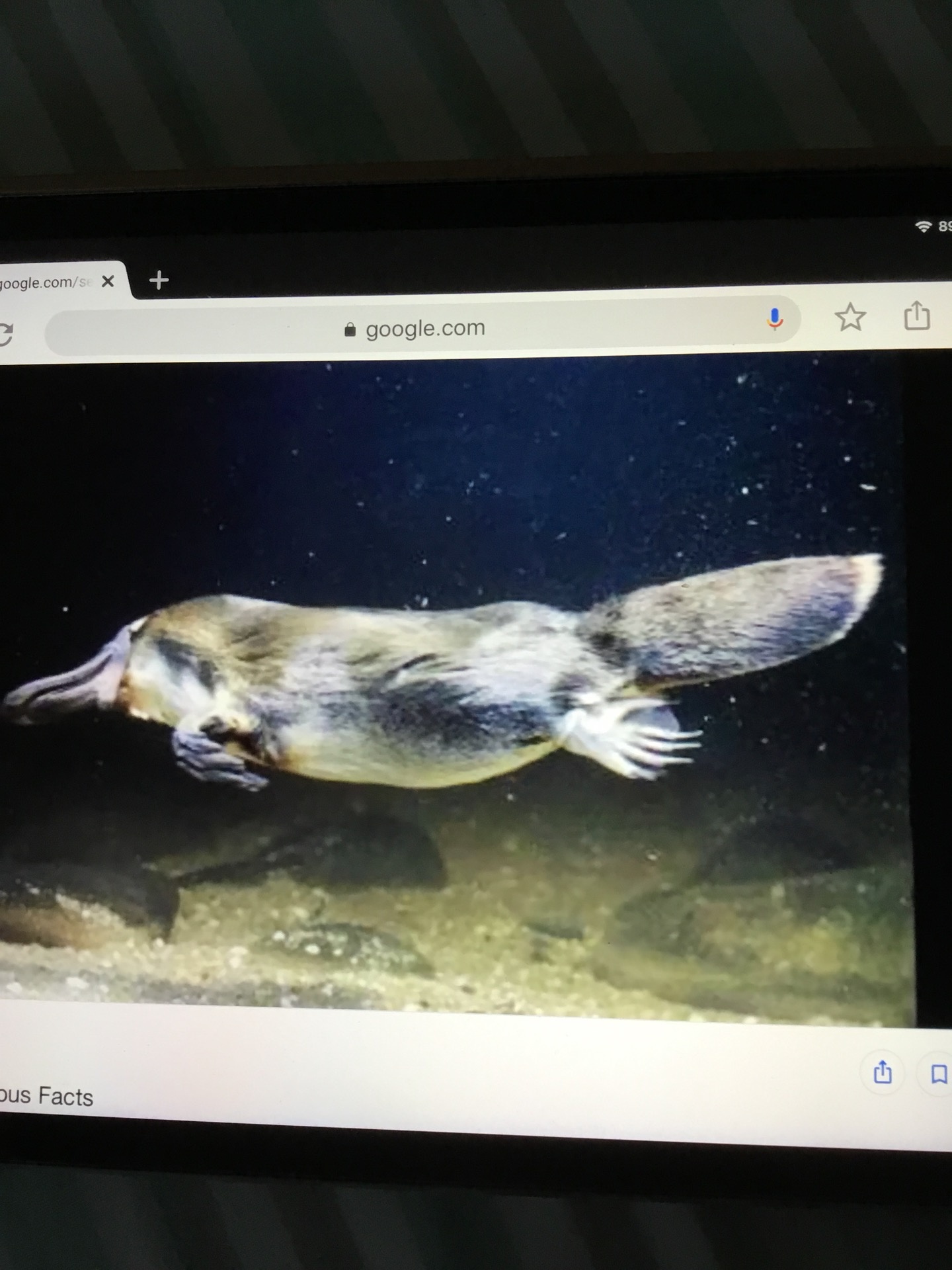 Apakah ayam termasuk mamalia atau burung? - Quora