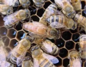 Free She is the mother of all the bees in hive, responsible for laying all the eggs that will become female worker bees . What Is A Queen Bee Quora Free Wallpaper