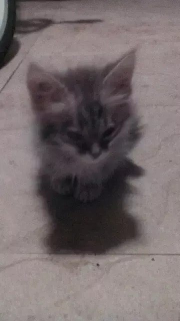 What Would You Do If You Found A Random Dying Kitten On Your Way Home Quora
