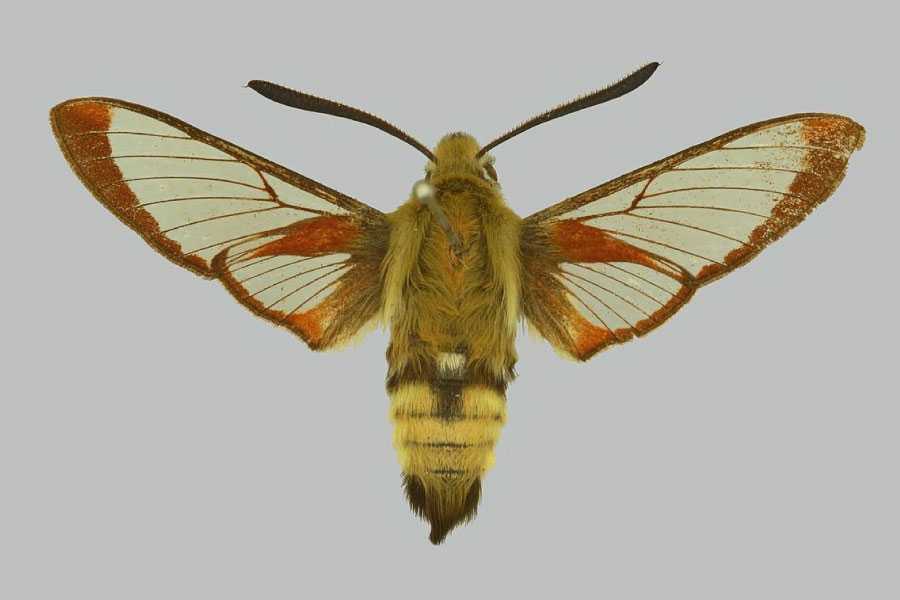 Bagaimana siklus hidup ngengat burung kolibri? - Quora