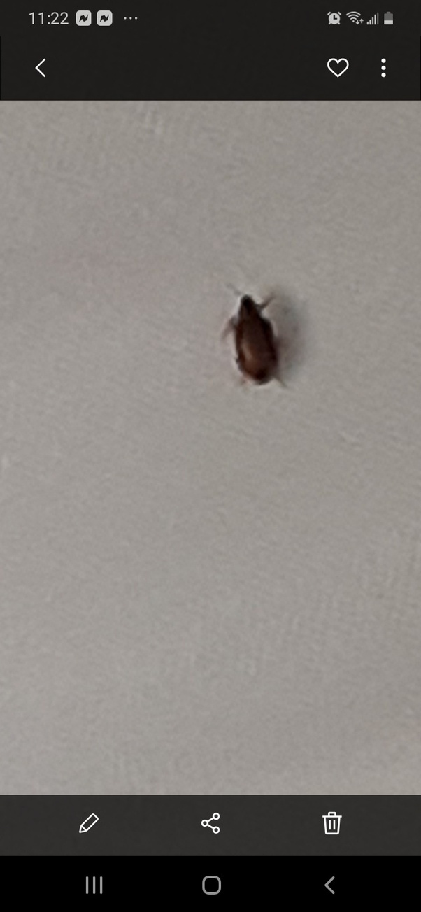 Flying Ticks Spotted All Over Southwest Virginia
