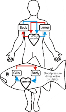The most important organ of the circulatory system is the heart and in fish has a tubular and straight structure that is divided into four parts, called the venous sinus, atrium, ventricle, and arterial cone. How Many Heart Chambers Are In A Fish How Do They Function Quora