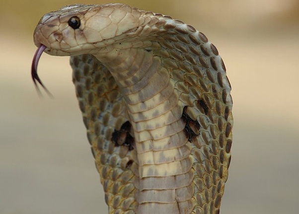 Black Mamba Vs King Cobra Fighting Best Image Of Anugrah Staylive Site Wild Animals Pictures King Cobra Snake Snake