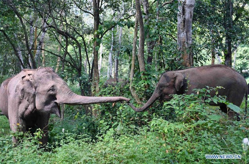 Menarik untuk dihafalkan ini 10 bahasa sunda tentang nama anak . Apakah Hewan Yang Dilindungi Pemerintah Seperti Harimau Gajah Komodo Dan Badak Memiliki Pengaruh Yang Besar Terhadap Ekosistem Hutan Quora