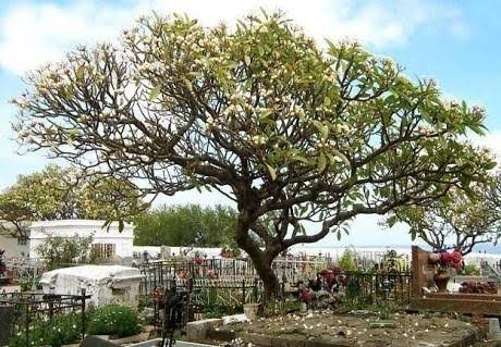 Haruskah masing-masing negara mengikuti langkah Ethiopia dan menanam 200  juta pohon? - Quora