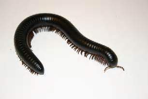 millipede giant centipede african millipedes huge worried should wisconsin centipedes googling gave google