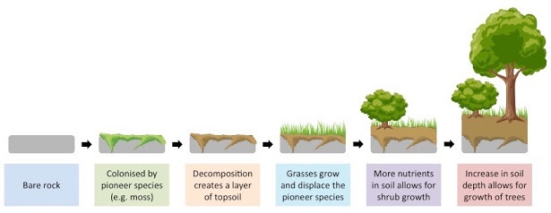 Apa itu suksesi ekologi? Apa saja contohnya? - Quora