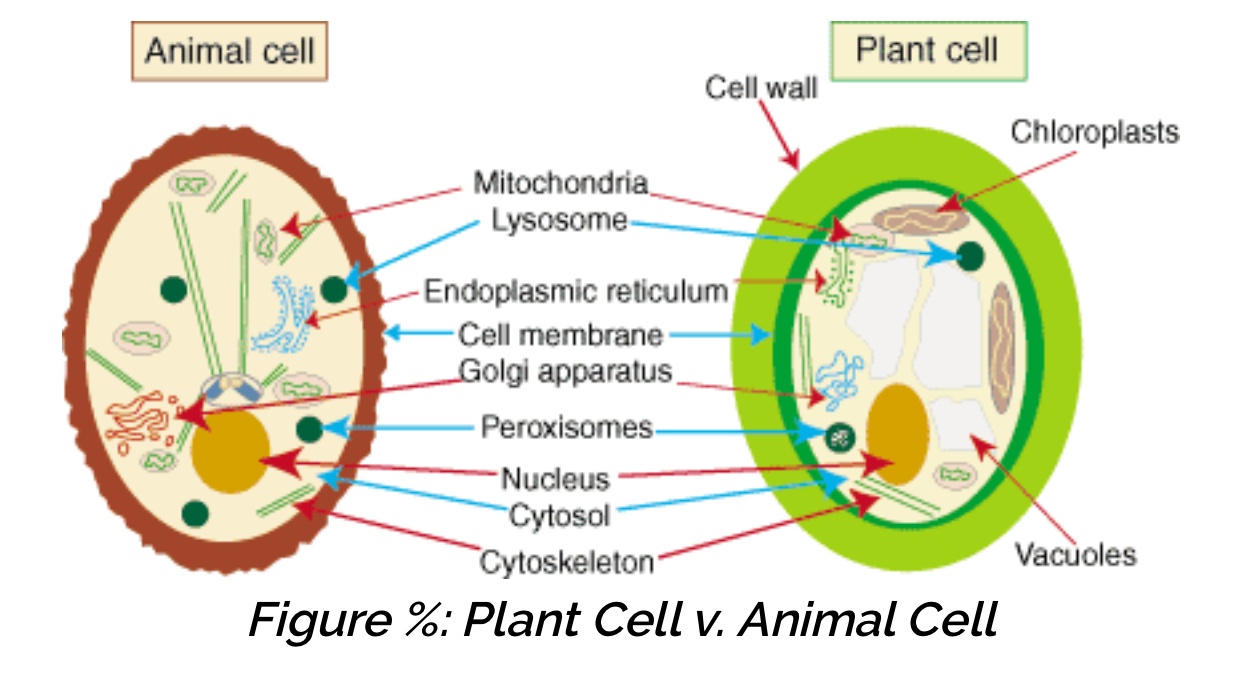 We did not find results for: What Features Do Plant Cells And Animal Cells Have In Common Quora