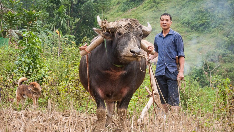 Apa saja hewan nasional negara Asia Tenggara/ASEAN? - Quora