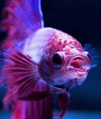 Do Betta Fish Have Teeth Do They Bite Niche Pets Fish that attack are a predatory marine life. Do Betta Fish Have Teeth Do They Bite Niche Pets The love bite usually feels more like a slight tickle.