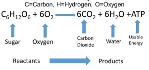 In cellular respiration reaction 36 molecules of atp are produced in complete oxidation of one molecule of glucose. What are the reactants and products of cellular ...