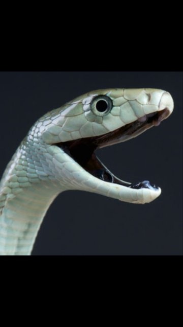 King Cobra Eats Mamba Youtube