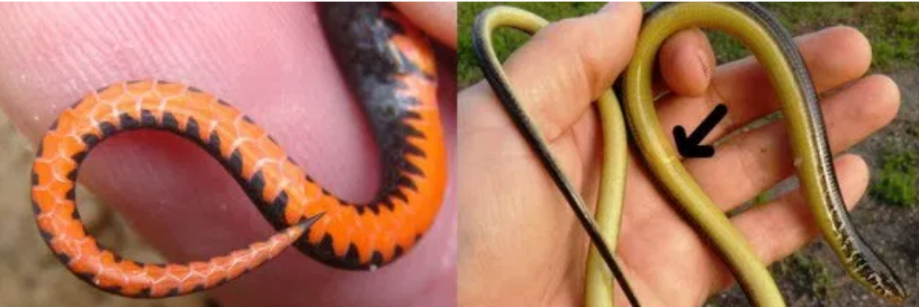 Mengapa ular laut (Laticauda colubrina) di Pulau Ular Bima NTB jinak  padahal ular tersebut tergolong ular dengan bisa paling mematikan? - Quora