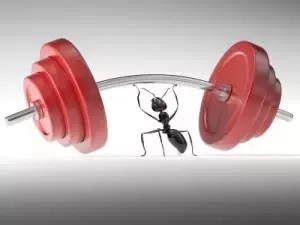 Knowing ants can lift 10 times their body weight, how many ants are  required to lift a human? - Quora
