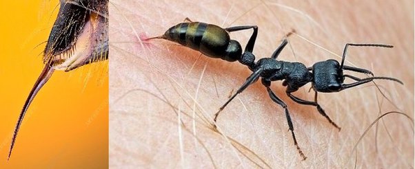 Apakah ada semut yang benar-benar menyengat daripada hanya menggigit? Tidak  termasuk hal-hal seperti Semut Beludru yang <em>disebut</em> semut tetapi  sebenarnya adalah tawon tanpa sayap. - Quora