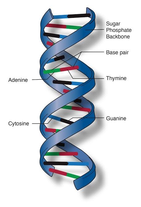 Struktur Dna Double Heliks Coretan Bintang Naisya Sridianti Daerah yang diarsir pada gambar berikut adalah himpunan p Apabila R1 2  R2 4  dan R3 6  kuat arus yang mengalir pada rangkaian adalah.