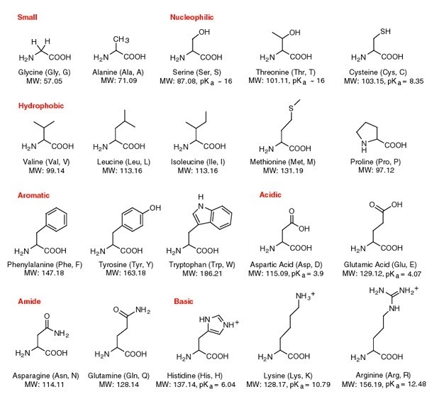 Unsur apa saja yang tersusun dari protein? - Quora