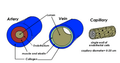 Below are diagrams of the heart and its position in the circulatory system. What is the term for the condition of visible capillaries ...