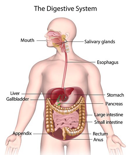 Click here to get an answer to your question ✍️ draw a diagram of the. What Is A Good Example Of A Flow Chart Of The Human Digestive System Quora
