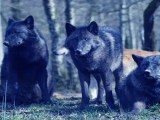 Mutant Wolves At Chernobyl Developed Anti Cancer Abilities Qs Study
