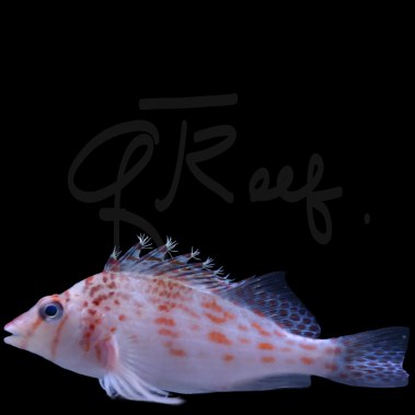 Falco Hawkfish