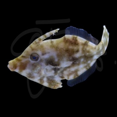 Aptasia Eating Filefish