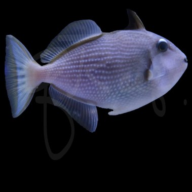 Blue Throat Tiggerfish