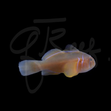 Citron Goby