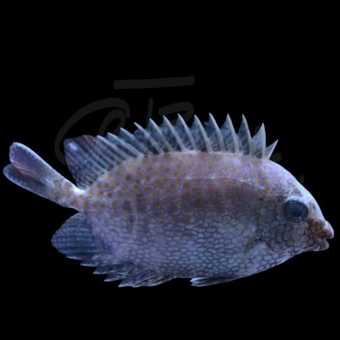 Orange Spot Rabbitfish