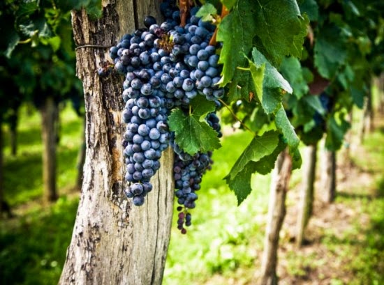 A Videira Verdadeira E Seus Ramos Igreja Do Evangelho Quadrangular Vila Antonieta