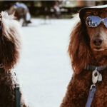 Pet Insurance for Breeding | LendEDU Pet Insurance for Breeding | LendEDU