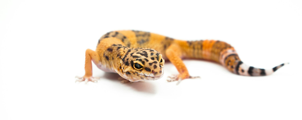 Best Exotic Pet Insurance | LendEDU
