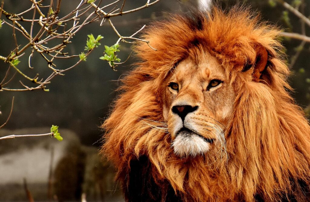 What Is MoneyLion? What You Need to Know in 2025