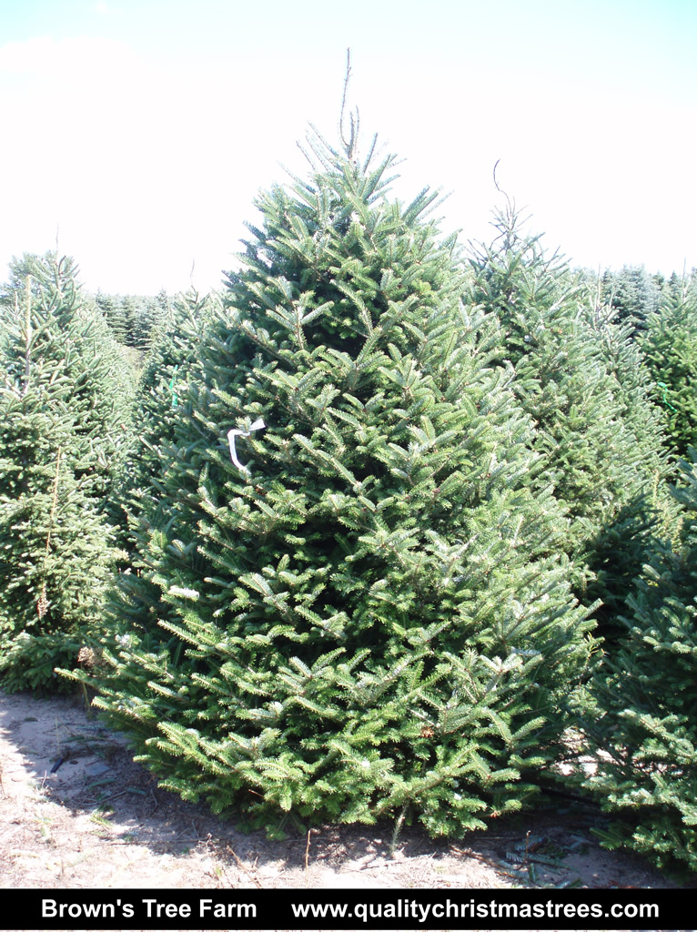 Christmas trees skip to results filter results clear all category. Wholesale Christmas Trees