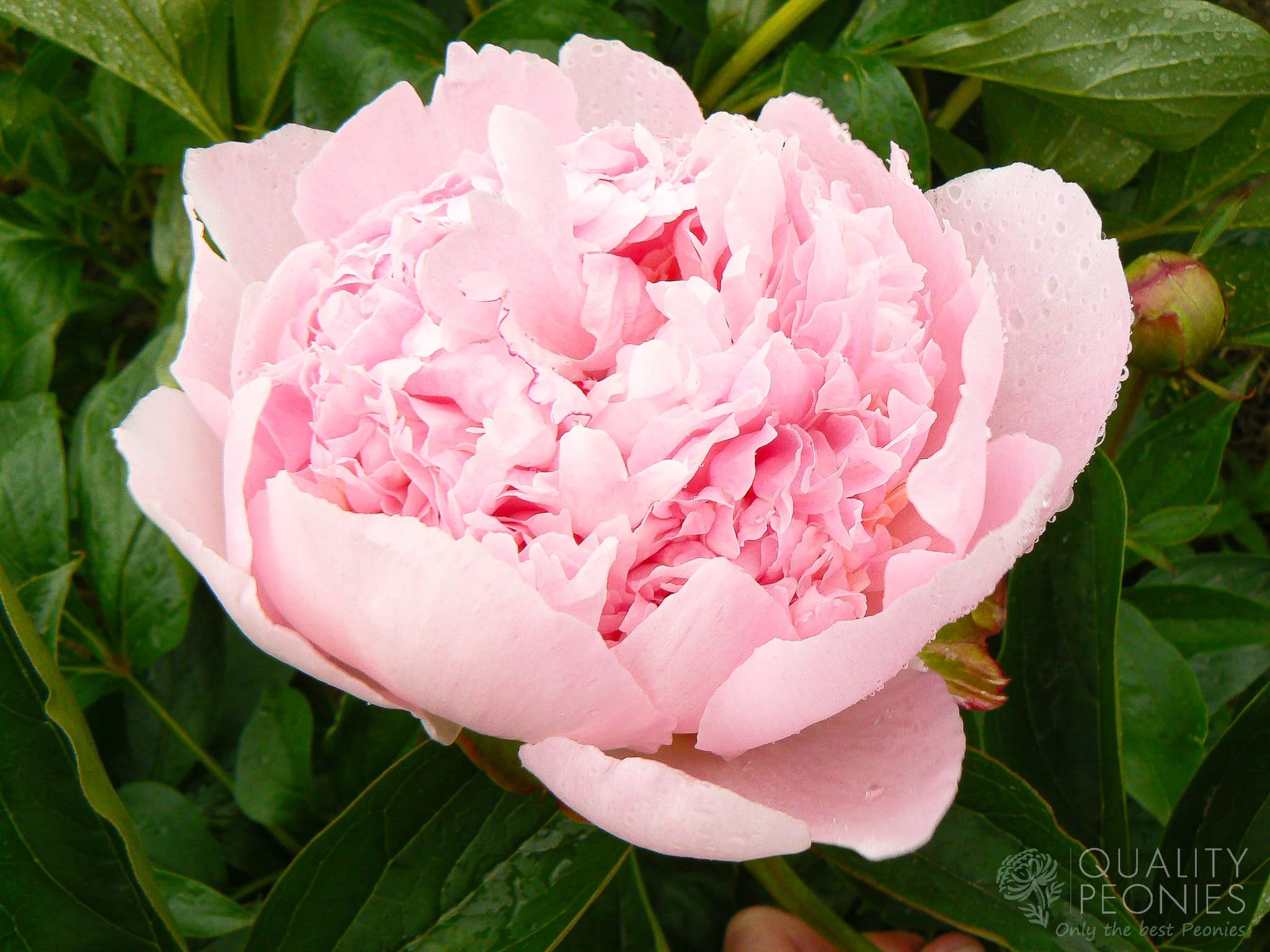 D*在様 apolina peony headscarf picnic chec Garden Peonies – Natchez Glen House