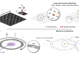 Precise Electron Control Enables Single Atom Imaging And Dynamic