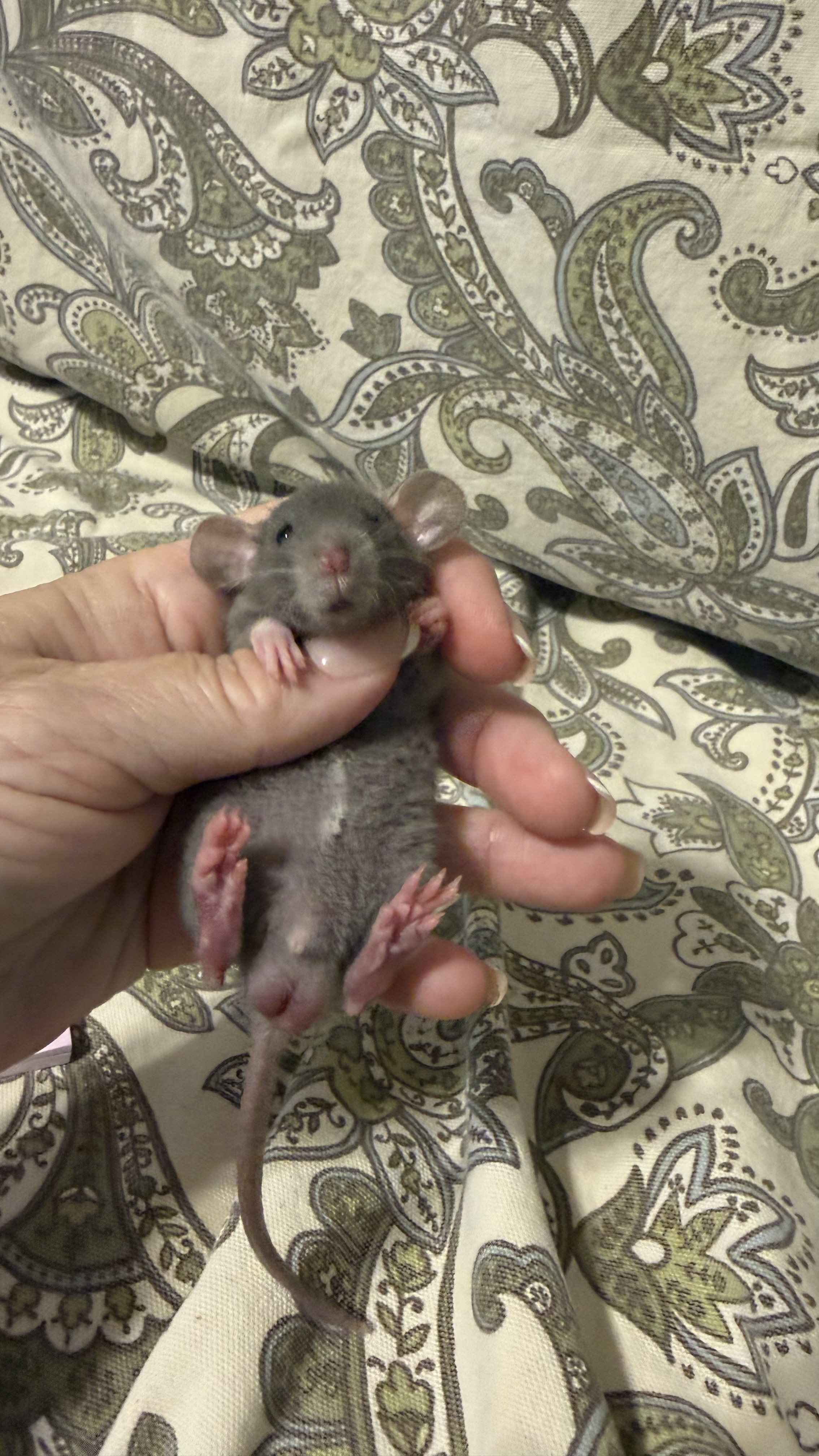 cobalt- dwarf dumbo