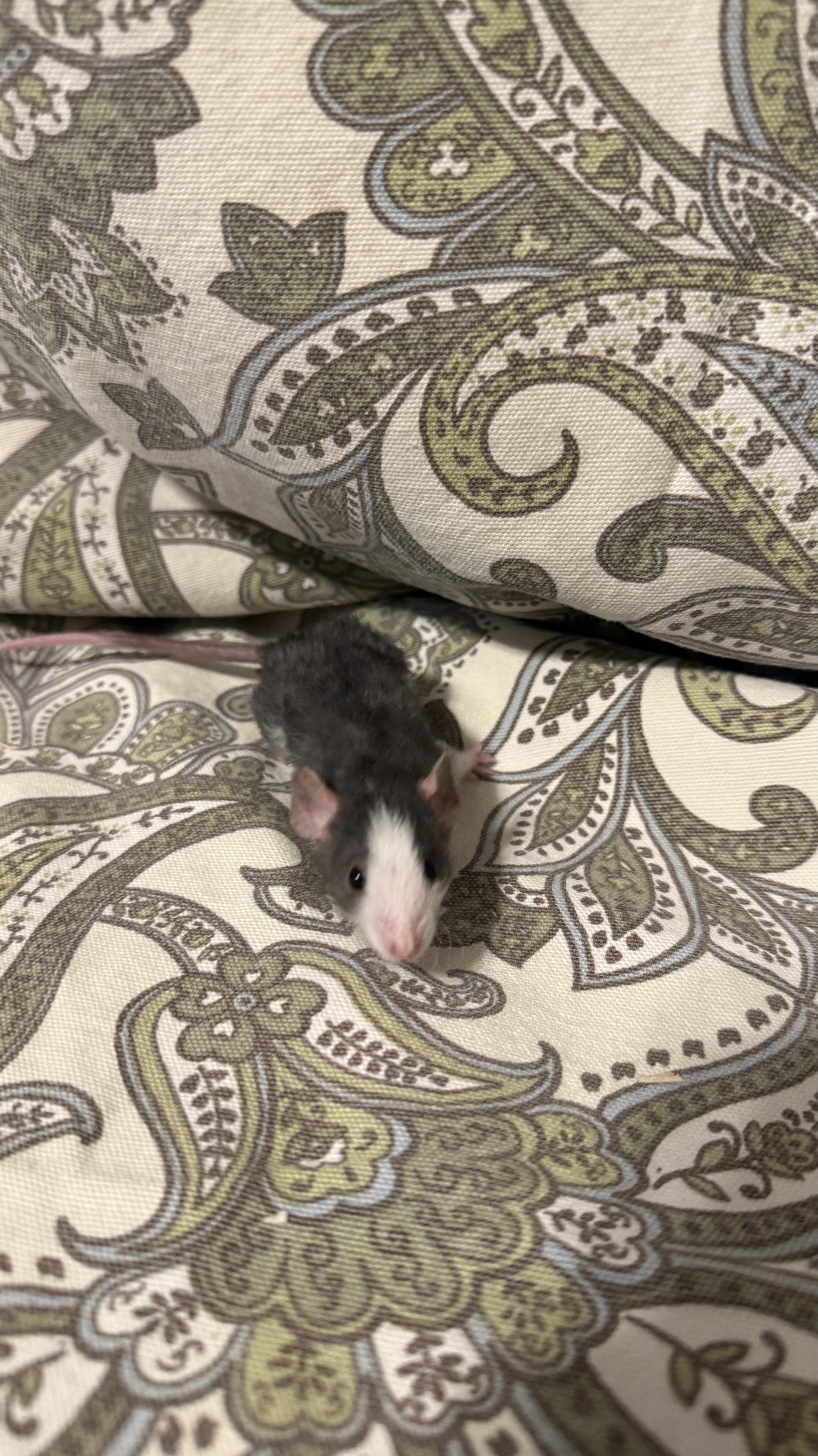 Jet - dwarf dumbo