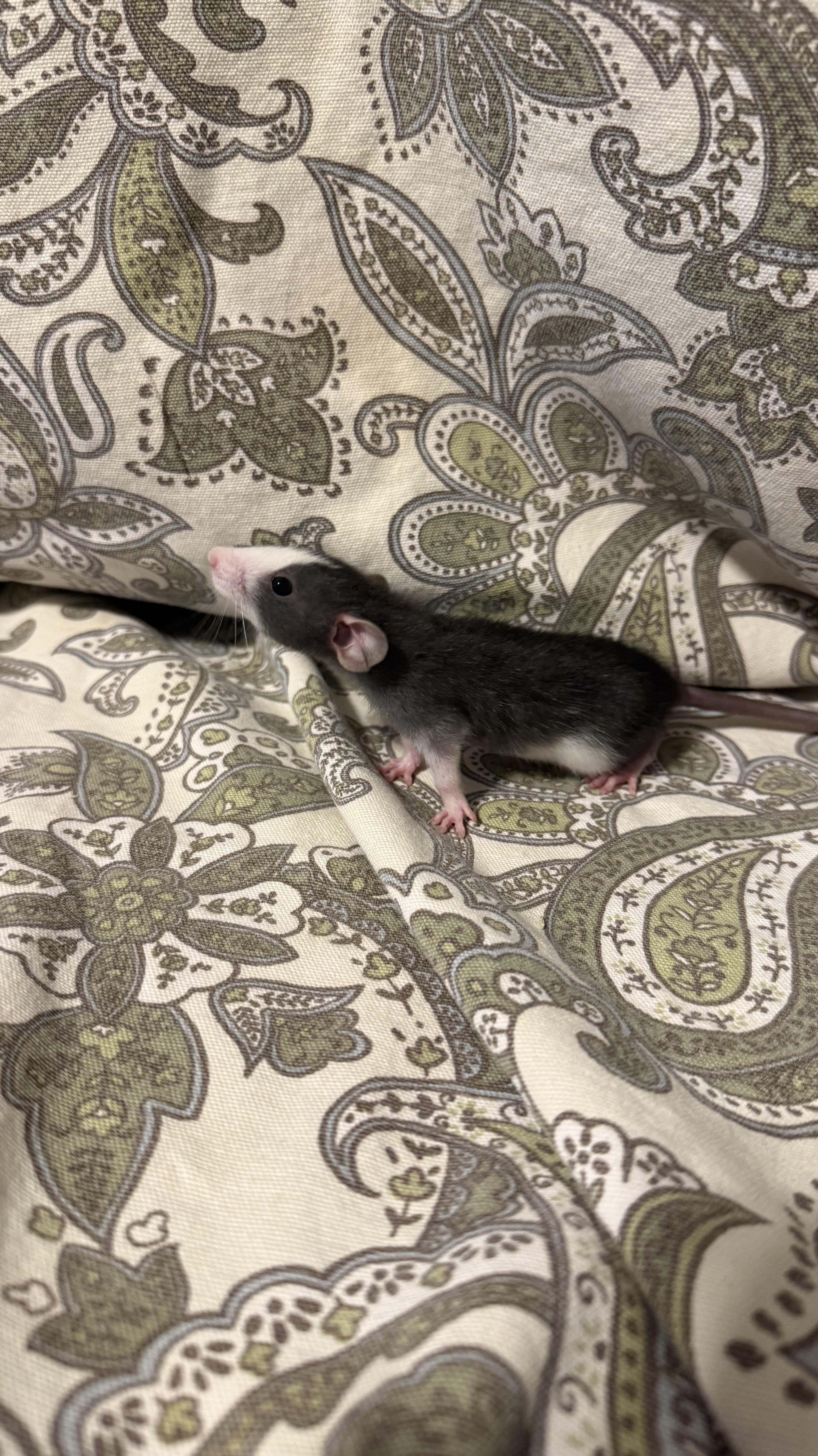 Slate- standard dumbo